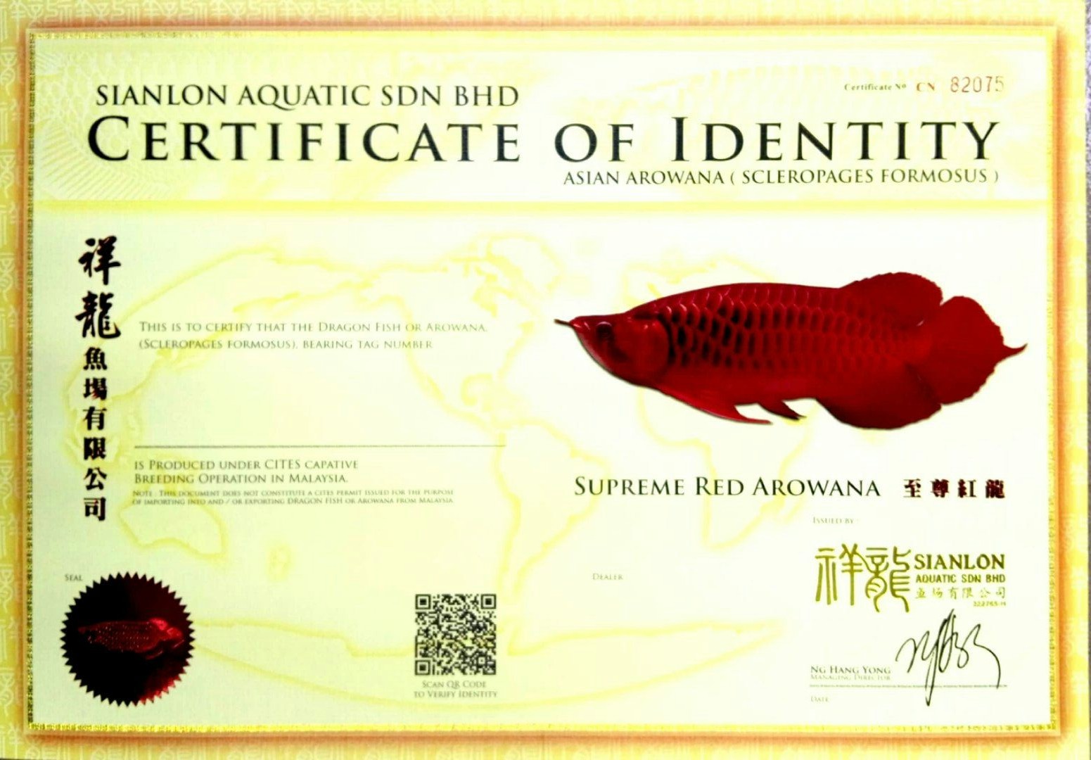 Littoral SUPREME RED AROWANA